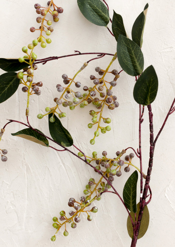 Close-up of green leaves and small berries on a textured white background